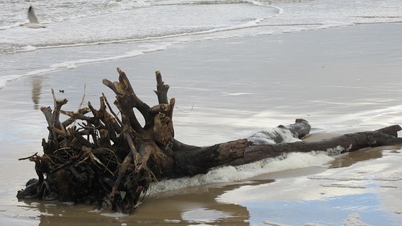 Baum liegt entwurzelt am Ahlbecker Strand nach dem Sturm © NDR Foto: Hella Stadelmann aus Ahlbeck