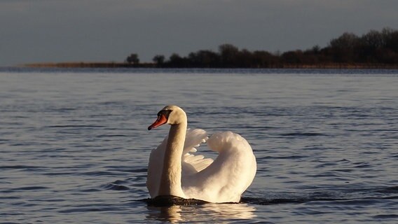 Schwan vor der Insel Vilm © NDR Foto: Peter Heydemann aus Sassnitz