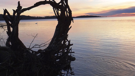 Insel Vilm im Sonnenuntergang © NDR Foto: Peter Heydemann aus Sassnitz