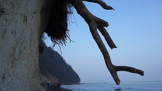 abstürzender Baum am Königsstuhl © NDR Foto: Peter Freitag aus Sassnitz