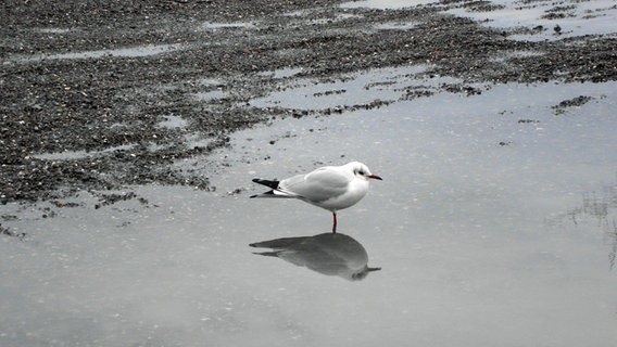 Eine Möwe sitzt in einer Pfütze © NDR Foto:  Hanni Jahnke aus Sassnitz