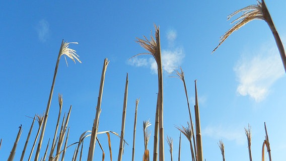 Maispflanzen unter dem sonnigen blauen Himmel © NDR Foto: Madlen Dürlich aus Warsow