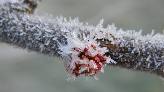 Gefrorene Quittenknospe am Ast © NDR Foto: Madlen Dürlich aus Warsow