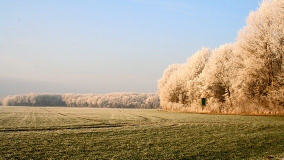 Raureif auf Bäumen und einer Wiese © NDR Foto: Elke Vielitz aus Alt-Seehagen