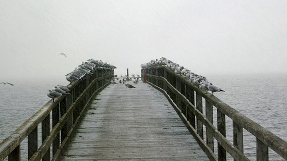 Möwen auf der Sassnitzer Seebrücke © NDR Foto: Monika Peiser aus Sassnitz