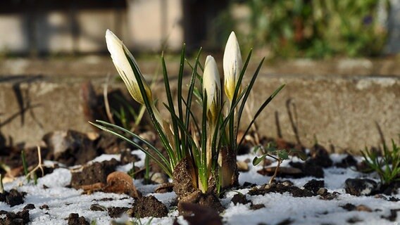 Weiße Krokusse wachsen im Schnee © NDR Foto: Max Bachmann aus Sassnitz