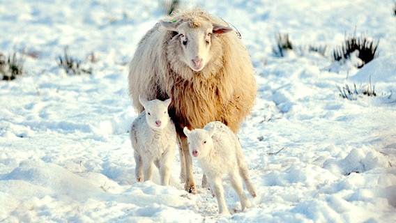 Ein Schaf mit zwei Lämmern steht im Schnee. © NDR Foto: Jörg Nüssemeyer aus Greifswald