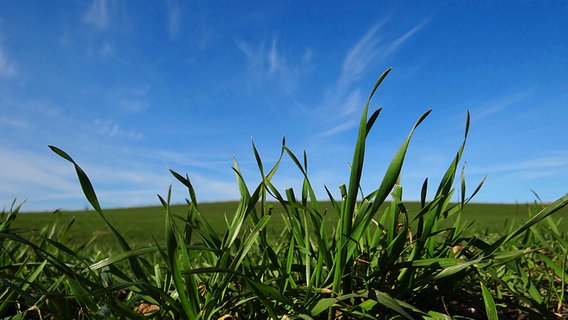 Rasen unter blauen Himmel © NDR Foto: Peter Heydemann aus Sassnitz