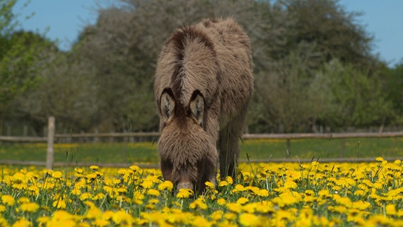 Ein Esel frisst Butterblumen im Naturerlebnispark Gristow. © NDR Foto: Geert-Christoph Seidlein aus Gristow