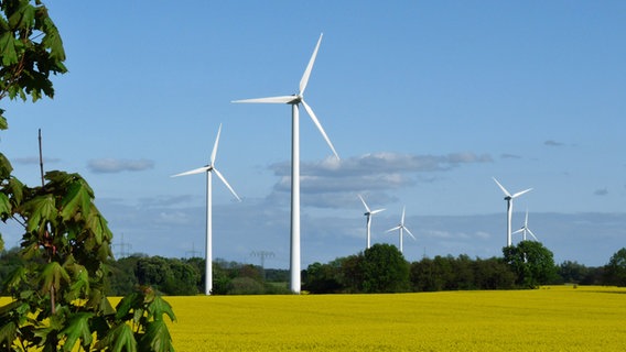 Windräder am Rapsfeld unter blauem Himmel Windräder am Rapsfeld unter blauem Himmel © NDR Foto: Marianne Schultz aus Stralsund