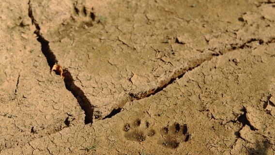 Kerstin Studer aus Sundhagen fotografierte diesen vom Sommer ausgetrockneten Sandboden, auf welchem jedoch noch Pfotenabdrücke einer kleinen Katze zu erkennen sind. © NDR Foto: Kerstin Studer aus Sundhagen