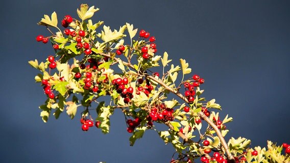 Beeren des Weißdorn © NDR Foto: Uwe Kantz