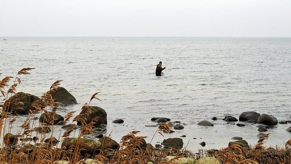 Angler steht mit ausgeworfener Angler im Küstenwasser. © NDR Foto: Horst Laatz aus Poel