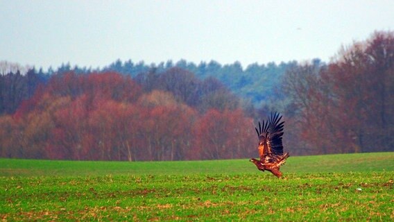 Greifvogel auf einem Feld kurz vor dem Abflug © NDR Foto: Kurt Rux aus Sternberg