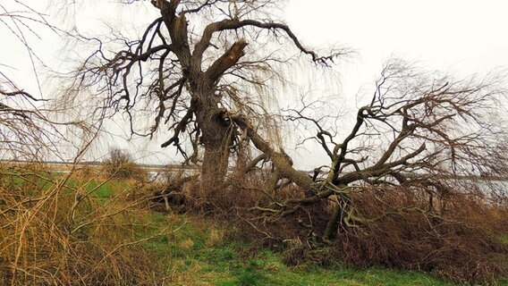 Ein verästelter Baum mit großem, abgerochenem Ast. © NDR Foto: Horst Laatz von der Insel Poel