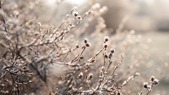 Eingefrorene Äste einer Weide © NDR Foto: Johanna Ender aus Wismar
