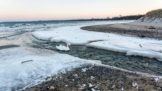 Ein Schwan bahnt sich seinen Weg durch das teilweise gefrorene Wasser an einem Strand. © NDR Foto: Michael Weise aus Damshagen