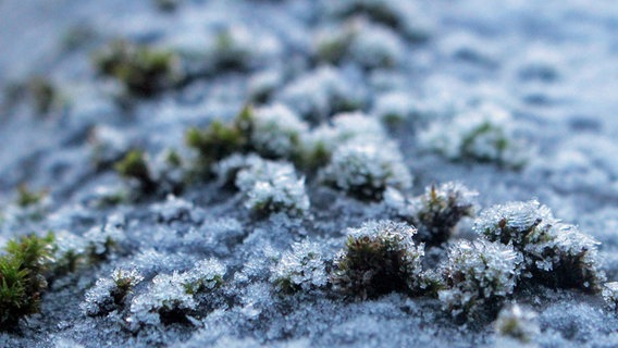 Von Eiskristallen bedecktes Moos © NDR Foto:  Lara Lilienthal aus Jessenitz