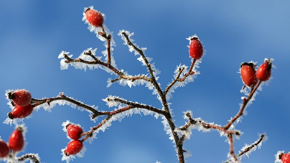 Ein Hagebuttenzweig mit Raureif vor blauem Himmel. © NDR Foto: Renate Reinbothe aus Thurow