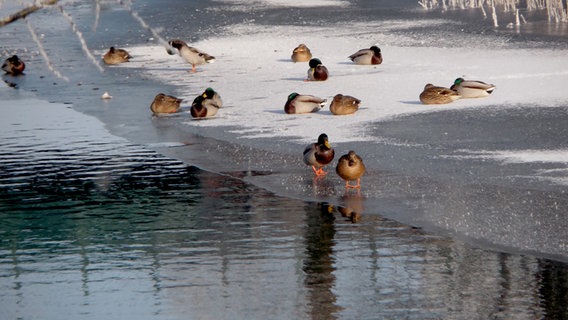 Enten rasten auf der Eisdecke auf einem Gewässer. © NDR Foto: Walter Rodewald aus Pecktatel