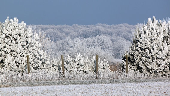 Bäume im Schneekleid © NDR Foto: Carsten Lex aus Lüttenmark