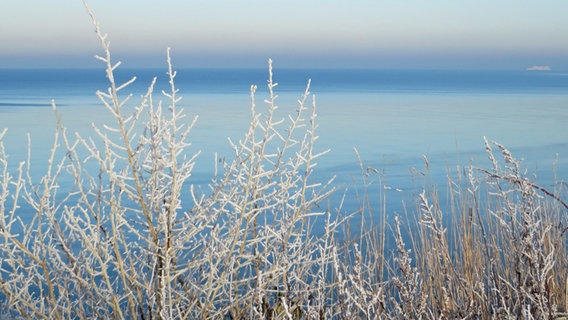 Blick auf die Ostseeküste mit vereistem Strau im Vordergrund © NDR Foto: Kerstin Koch-Woest aus Nienhagen
