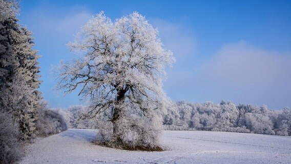 Bäume im Schneekleid © NDR Foto: Gabriele Kaulfürst aus Schwerin