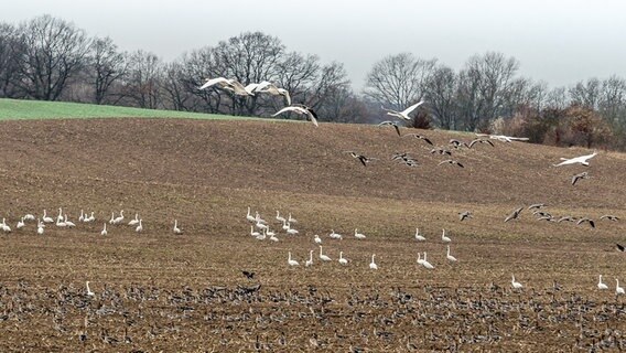 Dutzende Vögel tummeln sich auf einem Feld. © NDR Foto:  Frank Engel aus Parchim