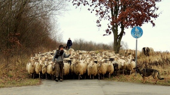 Eine Schäferin führt eine Herde © NDR Foto: Horst Laatz von der Insel Poel