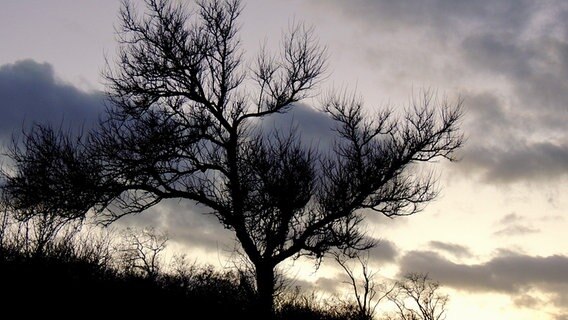 Ein kahler Baum vor bewölktem Himmel. © NDR Foto: Horst Laatz von der Insel Poel