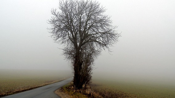 Baum im Nebel am Wegesrand © NDR Foto: Horst Laatz von der Insel Poel
