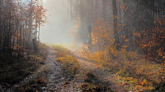 Nebel im Wald © NDR Foto: Kurt Rux aus Sternberg