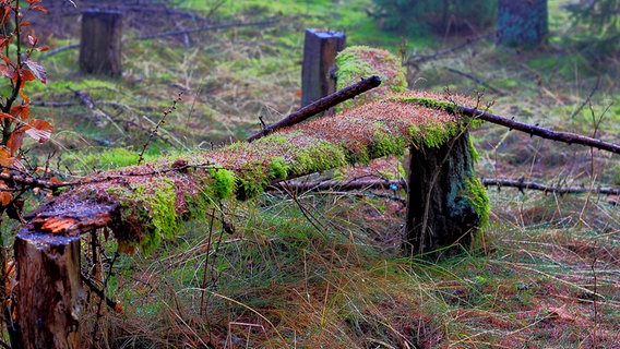 Nahaufnahme einer bemoosten Holzbank im Wald © NDR Foto: Kurt Rux aus Sternberg
