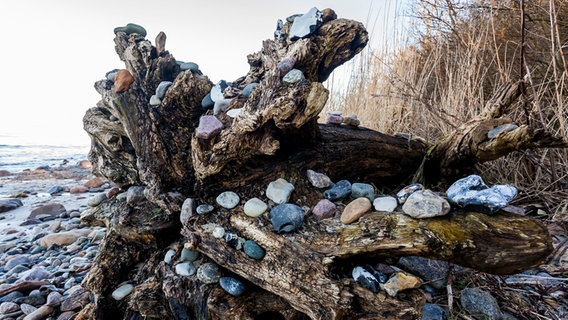 Treibgut mit Steinen am Strand © NDR Foto: Michael Weise aus Damshagen