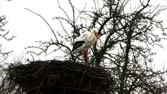Ein Storch in seinem Nest © NDR Foto: Uwe Meyer aus Lübtheen