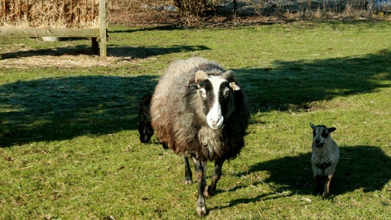 Ein Schaf mit Lämmern © NDR Foto: Renate Reinbothe aus Thurow