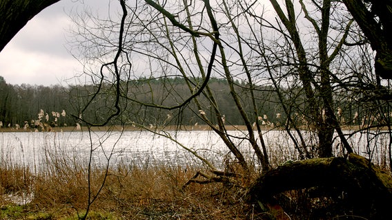 Blick durch kahle Äste auf einen See © NDR Foto: Renate Reinbothe aus Thurow