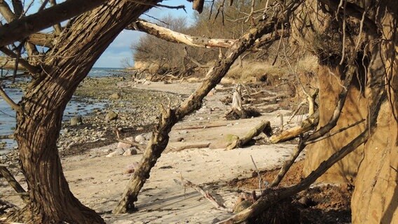 Abgebrochene Bäume am Strand © NDR Foto: Horst Laatz von der Insel Poel
