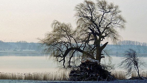 Trauerweide am See © NDR Foto: Horst Laatz von der Insel Poel