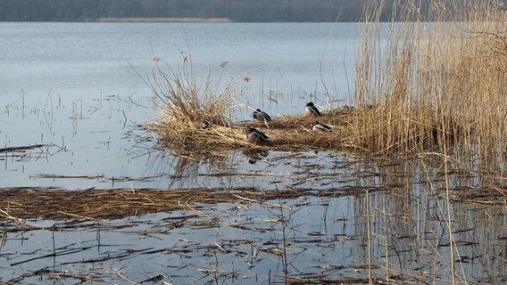 Schlafende Enten im Schilf. © NDR Foto: Walter Rodewald aus Peckatel