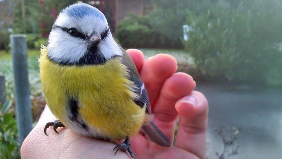 Eine Blaumeise sitzt auf einer Hand. © NDR Foto: Richard Wegner aus Moraas