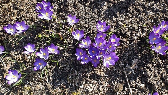 Krokusse im Sonnenschein © NDR Foto: Walter Rodewald aus Peckatel