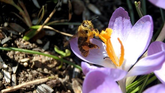 Eine Biene an einem Krokus © NDR Foto: Uwe Fruhriep aus Wismar