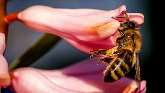 Eine Biene an einer Blüte © NDR Foto: Frank Engel aus Parchim