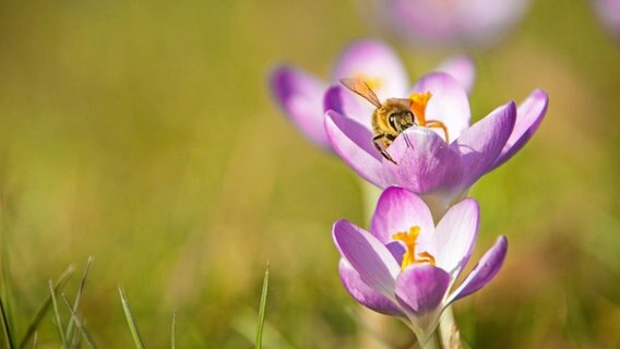 Biene auf Krokus © NDR Foto: Julian Rickert aus Stöllnitz