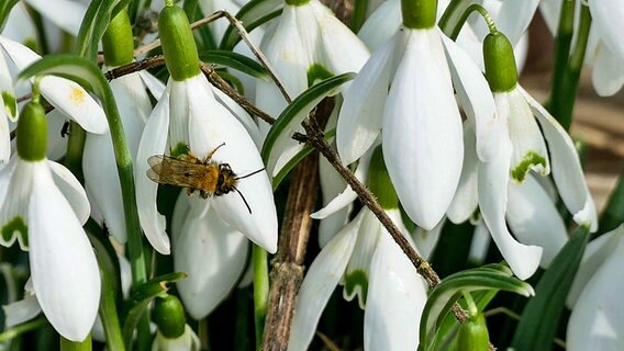 Biene auf Schneeglöckchen © NDR Foto: Jörn Oellerich aus Ratzeburg