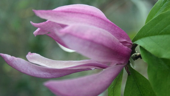 Violette Magnolienblüte © NDR Foto: Renate Reinbothe aus Thurow