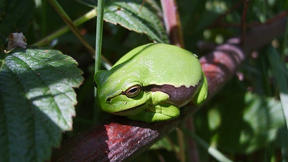 Laubfrosch © NDR Foto: Frank Bacher aus Wittenburg