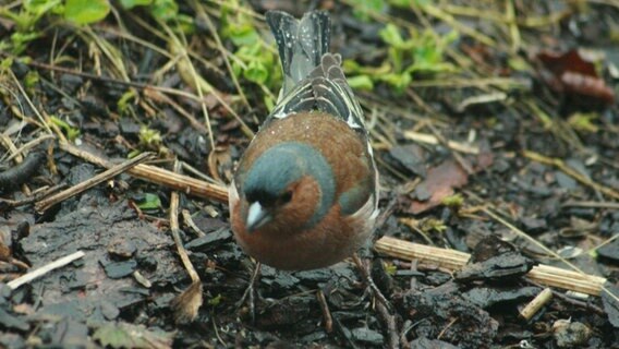 Ein Buchfink hockt auf dem Boden. © NDR Foto: Renate Reinbothe aus Thurow