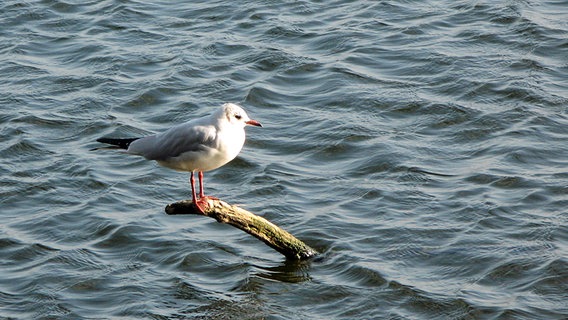 Eine Möwe steht auf einem aus dem Wasser ragenden Ast. © NDR Foto: Olaf Wanzenberg aus Schwerin